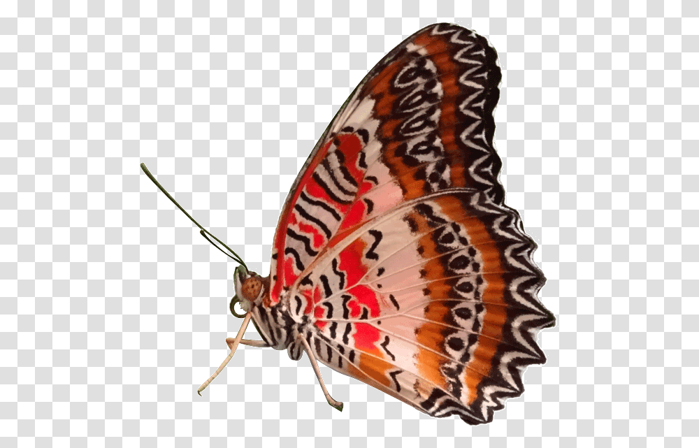 Red Butterfly, Insect, Invertebrate, Animal, Moth Transparent Png