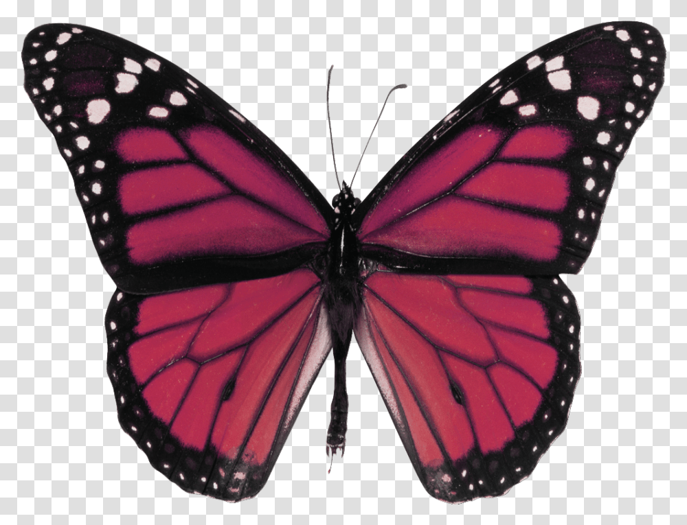 Red Butterfly Monarch Butterfly, Insect, Invertebrate, Animal Transparent Png