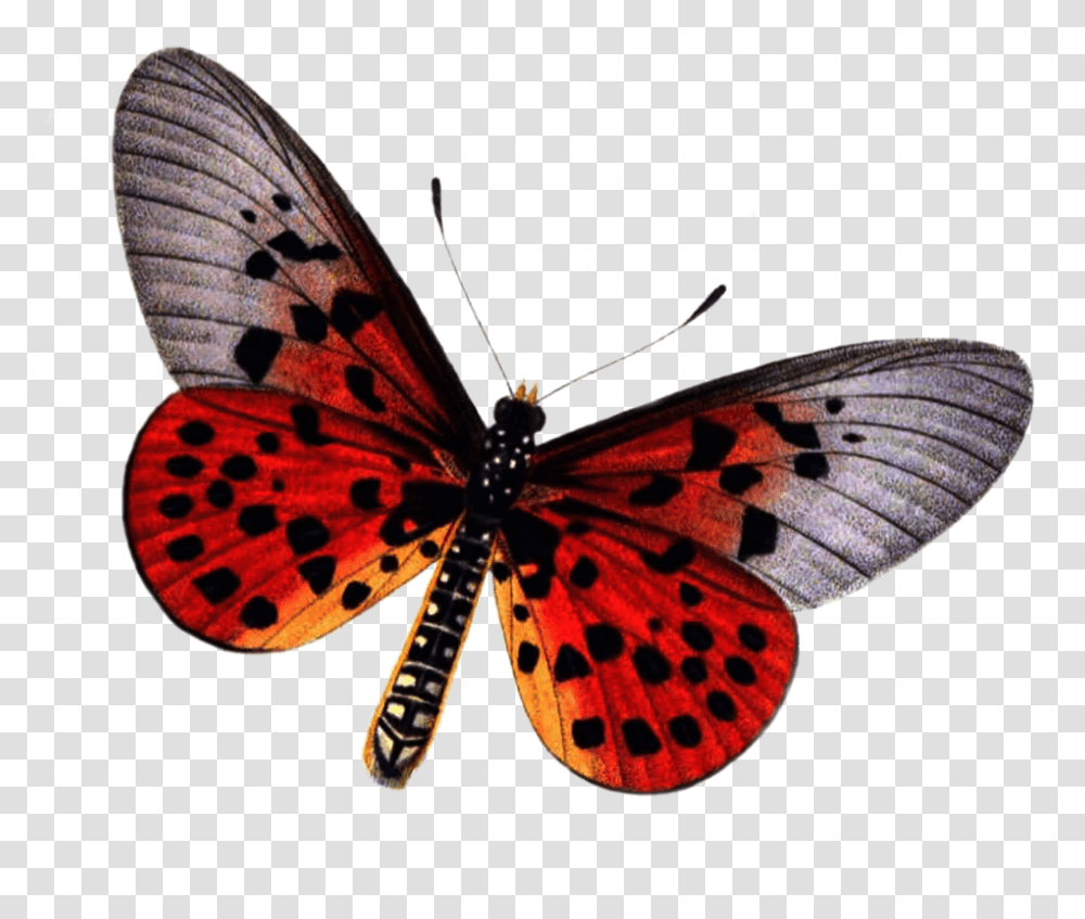 Red Butterfly Photo, Insect, Invertebrate, Animal, Monarch Transparent Png
