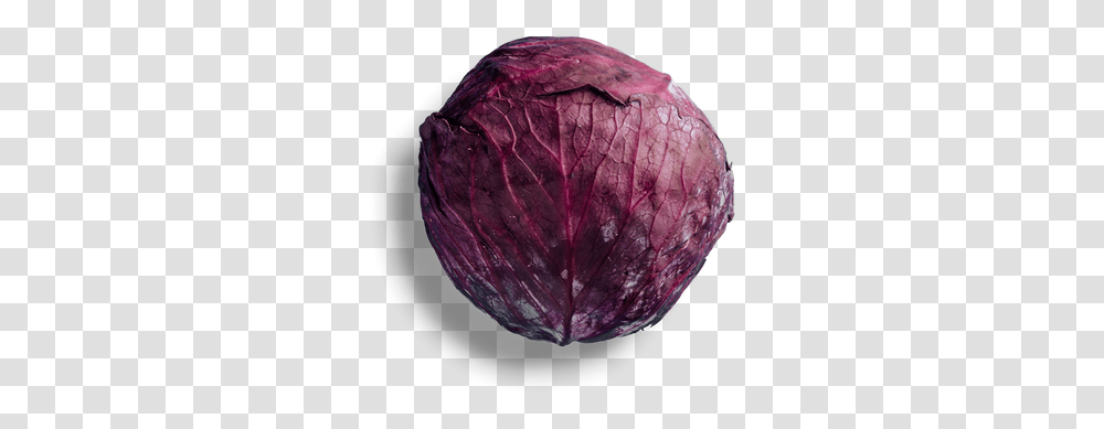 Red Cabbage, Plant, Vegetable, Food, Produce Transparent Png