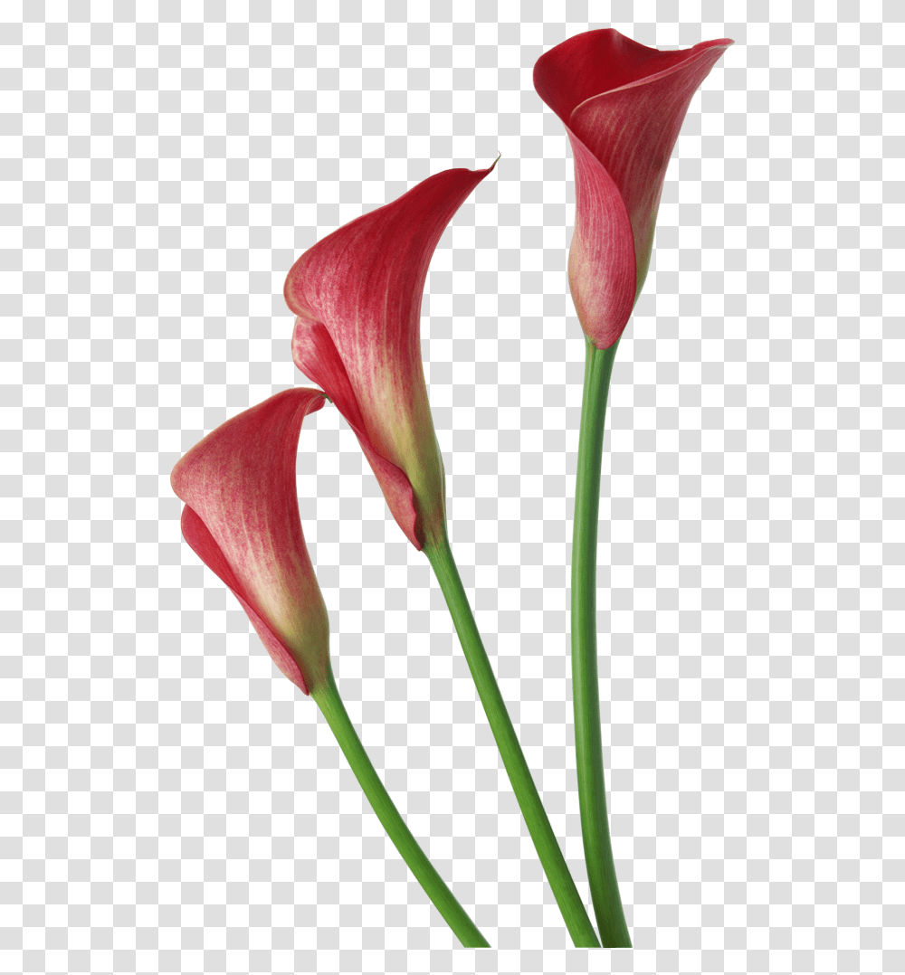 Red Calla Lilies Flowers Clipart Calla Lily Background, Plant, Blossom, Bird, Animal Transparent Png