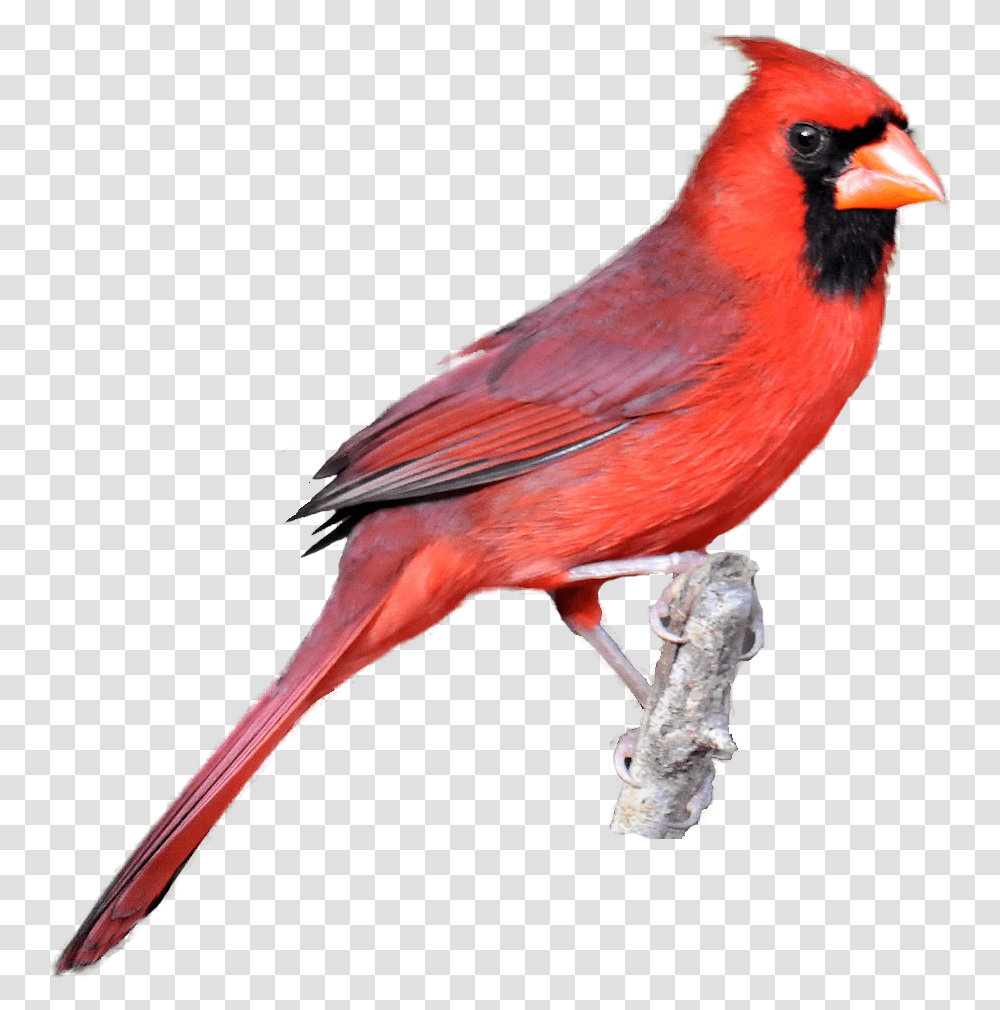 Red Cardinal Kid Image Clipart Red Cardinal No Background, Bird, Animal Transparent Png