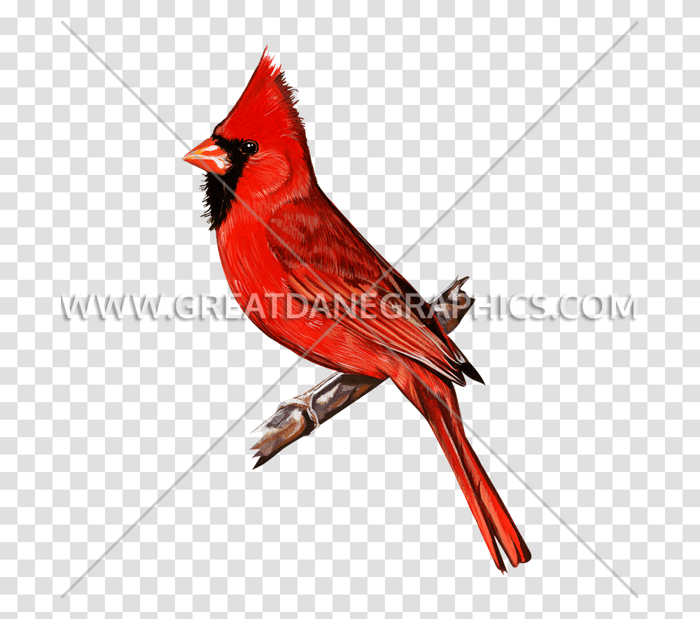 Red Cardinal Production Ready Artwork For T Shirt Printing, Bird, Animal Transparent Png