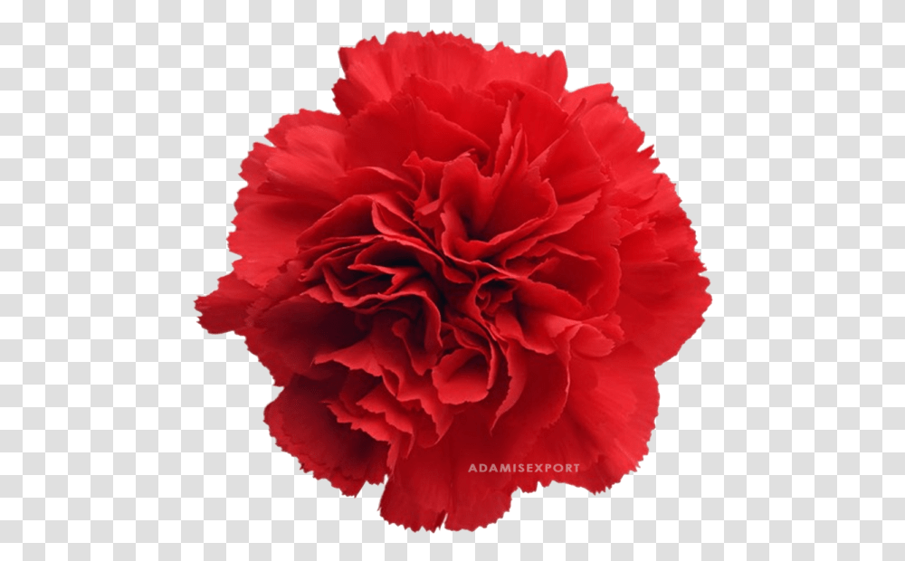 Red Carnation Clip Art, Plant, Rose, Flower, Blossom Transparent Png