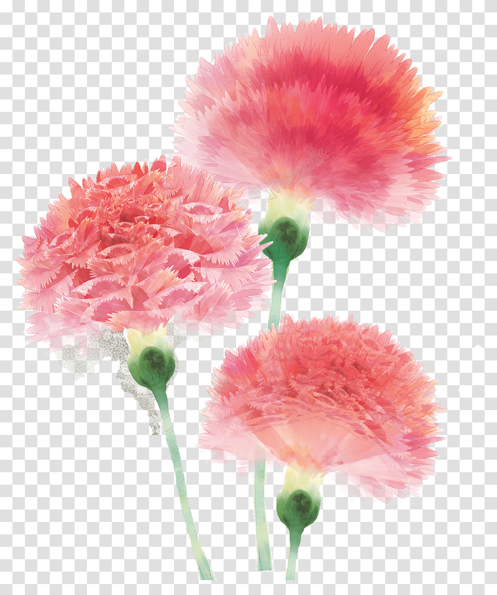 Red Carnation Clipart Small Pink Carnation Flower, Plant, Blossom Transparent Png