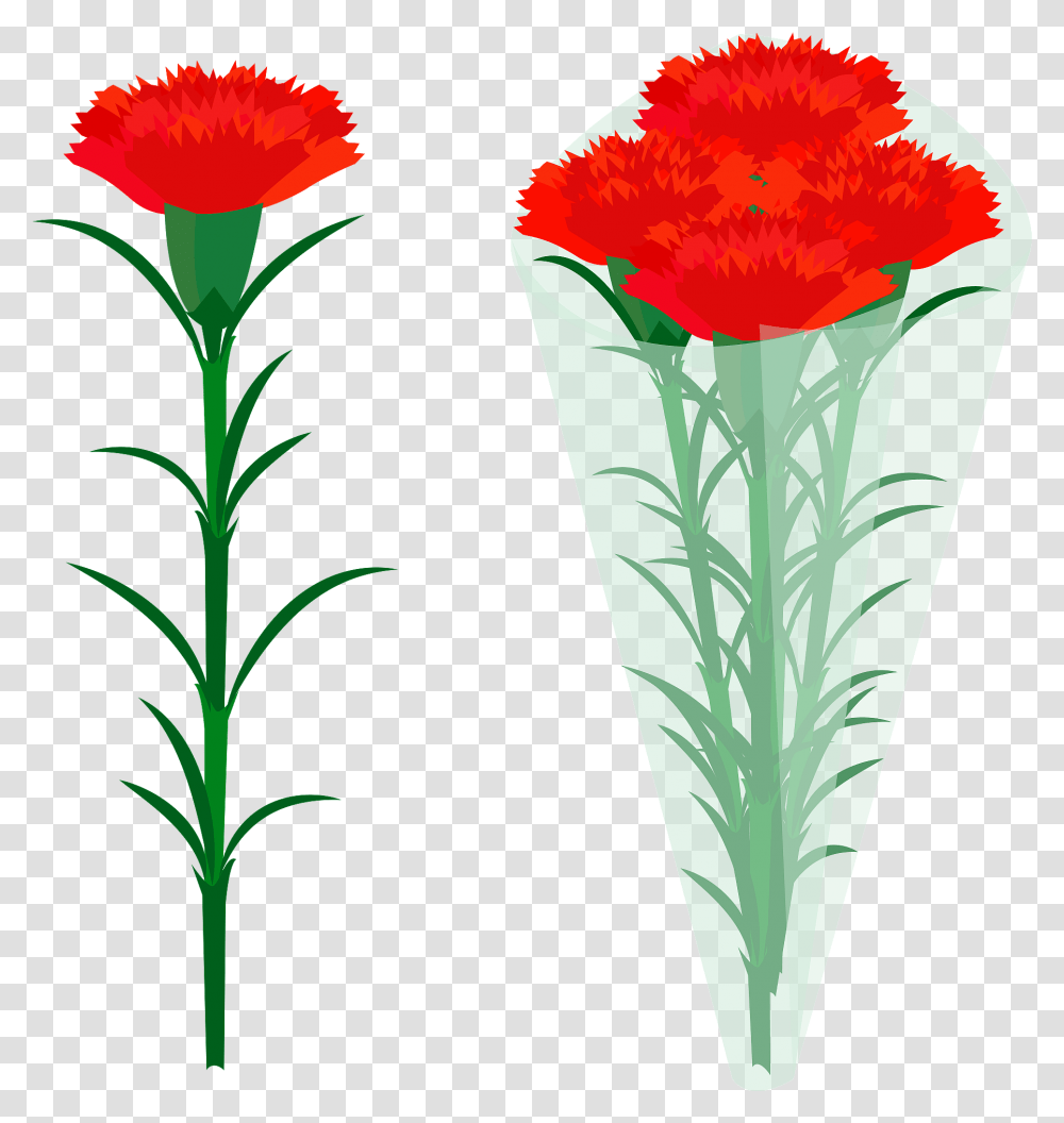 Red Carnation Flowers Clipart, Plant, Blossom, Flower Arrangement, Flower Bouquet Transparent Png