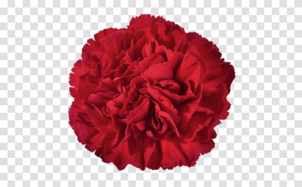 Red Carnation, Plant, Rose, Flower, Blossom Transparent Png