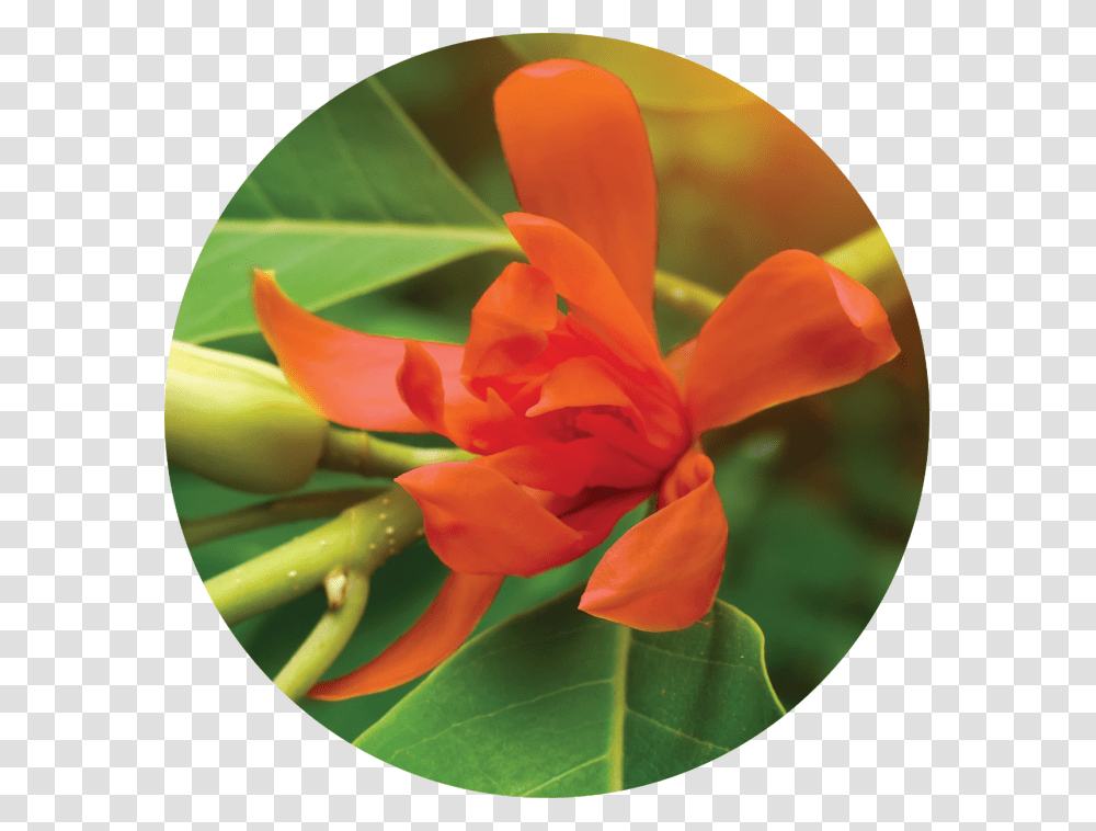 Red Champak Flower, Plant, Blossom, Petal, Rose Transparent Png