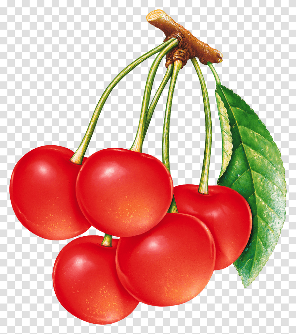 Red Cherry, Plant, Fruit, Food Transparent Png