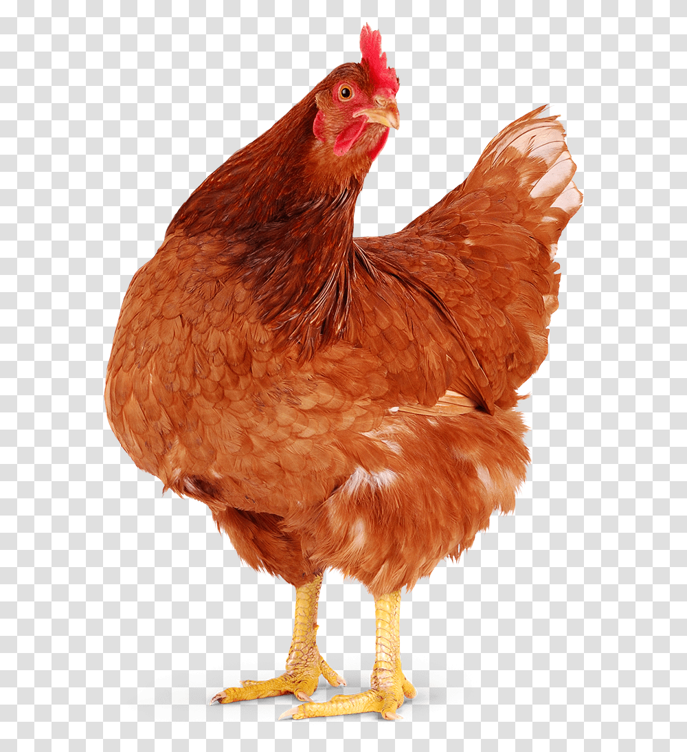 Red Chicken Humane Farm Animal Care Chickens, Poultry, Fowl, Bird, Hen Transparent Png