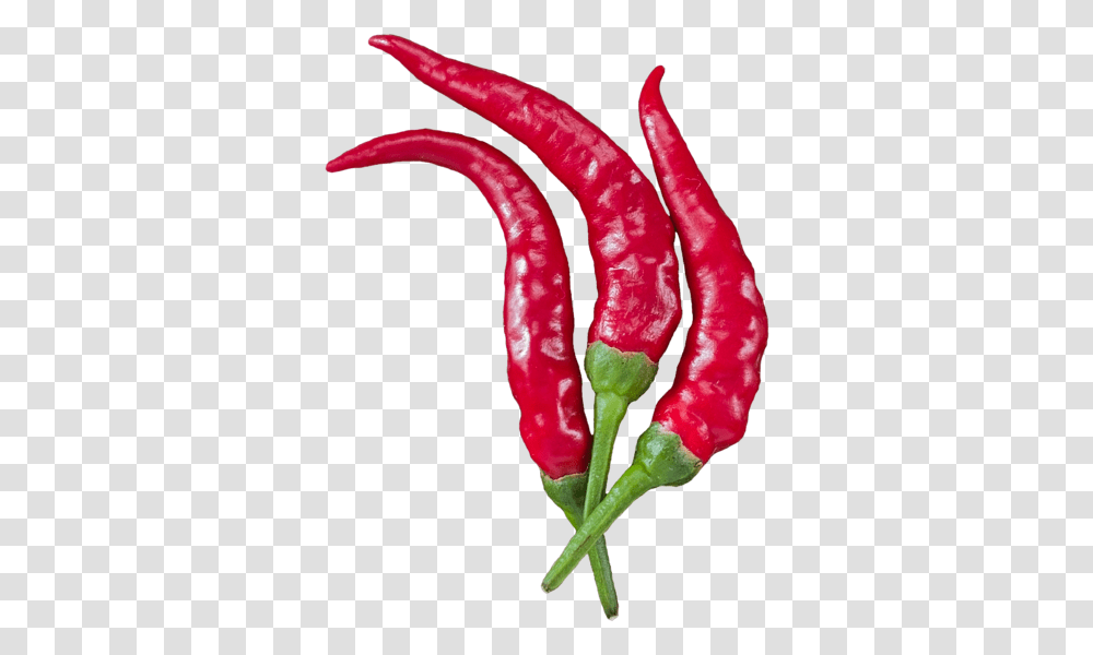 Red Chili Peppers Peppers, Plant, Vegetable, Food, Rose Transparent Png