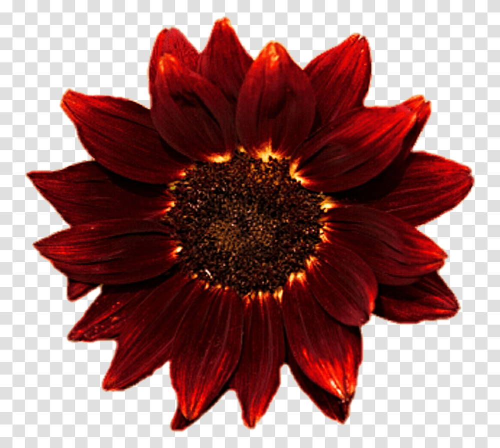 Red Clipart Sunflowers T 1344655 Kinder Zon, Plant, Dahlia, Blossom, Treasure Flower Transparent Png