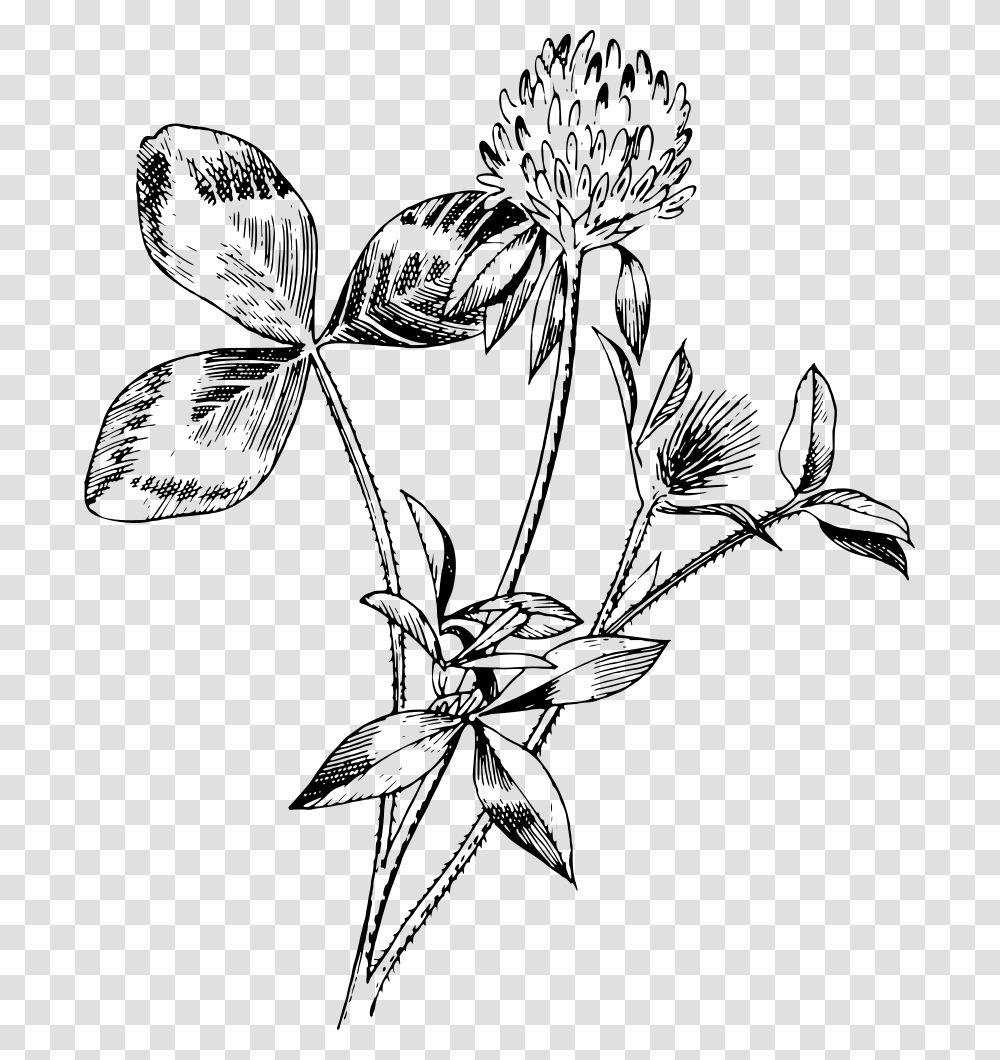 Red Clover Drawings Of Red Clover, Gray, World Of Warcraft Transparent Png