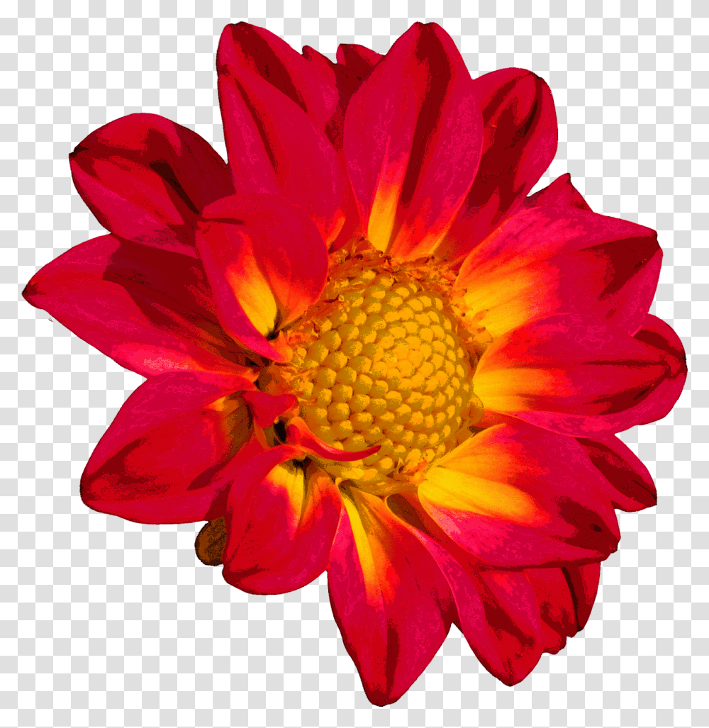 Red Colour Flower, Plant, Pollen, Blossom, Petal Transparent Png