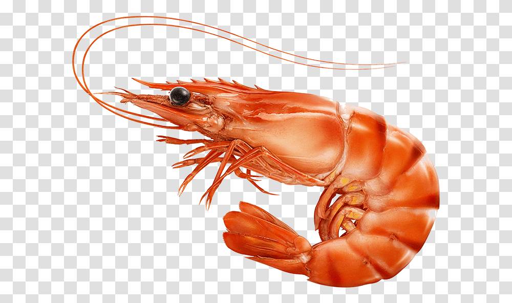 Red Cooked Prawn Or Tiger Shrimp Isolated T, Lobster, Seafood, Sea Life, Animal Transparent Png