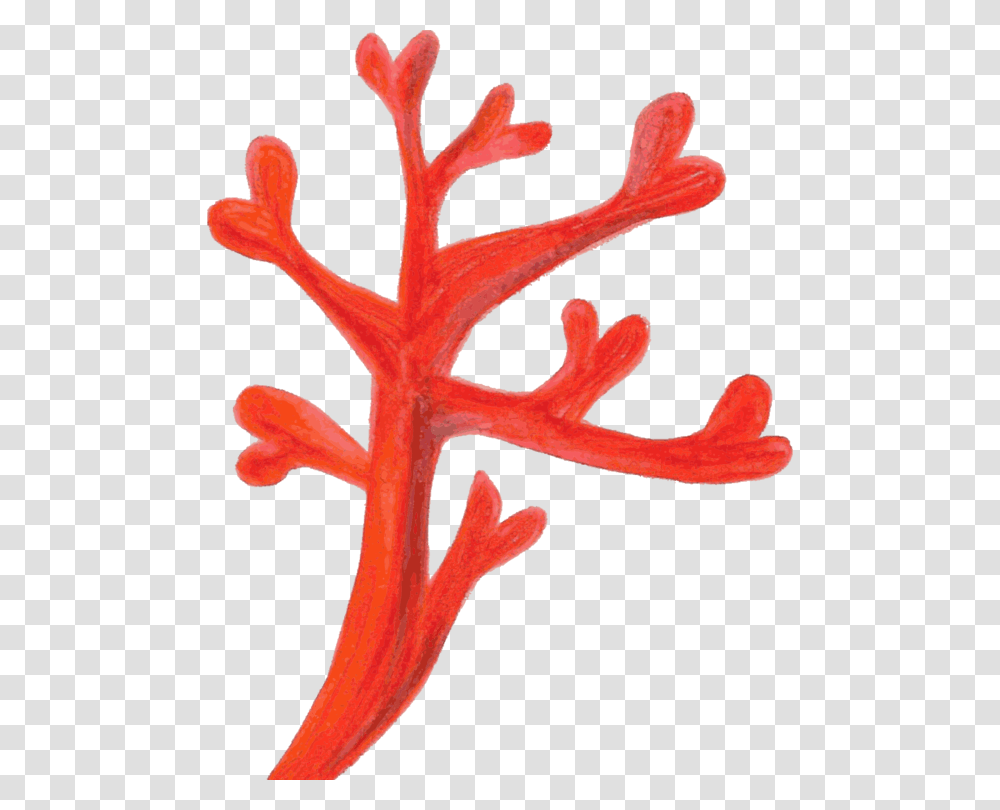 Red Coral Computer Icons Coral Reef Deep Water Coral Free, Cross, Plant, Nature Transparent Png