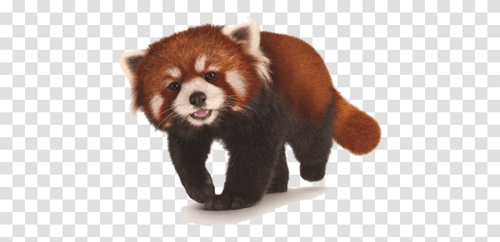 Red Cross Crosspng Images Pluspng Background Red Panda, Mammal, Animal, Lesser Panda, Bear Transparent Png