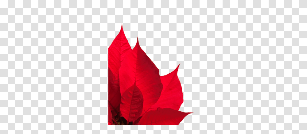 Red Cross Poinsettia Campaign, Leaf, Plant, Tree, Maple Leaf Transparent Png