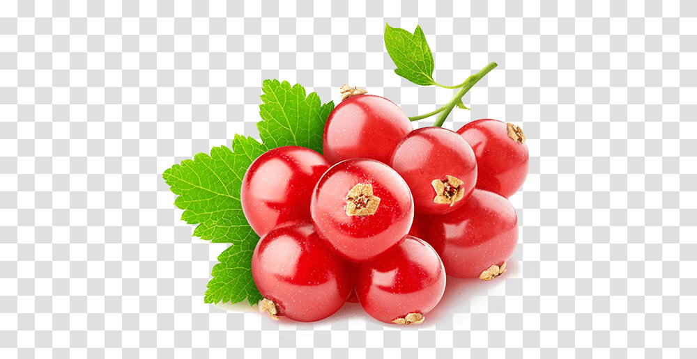 Red Currant, Plant, Fruit, Food, Cherry Transparent Png