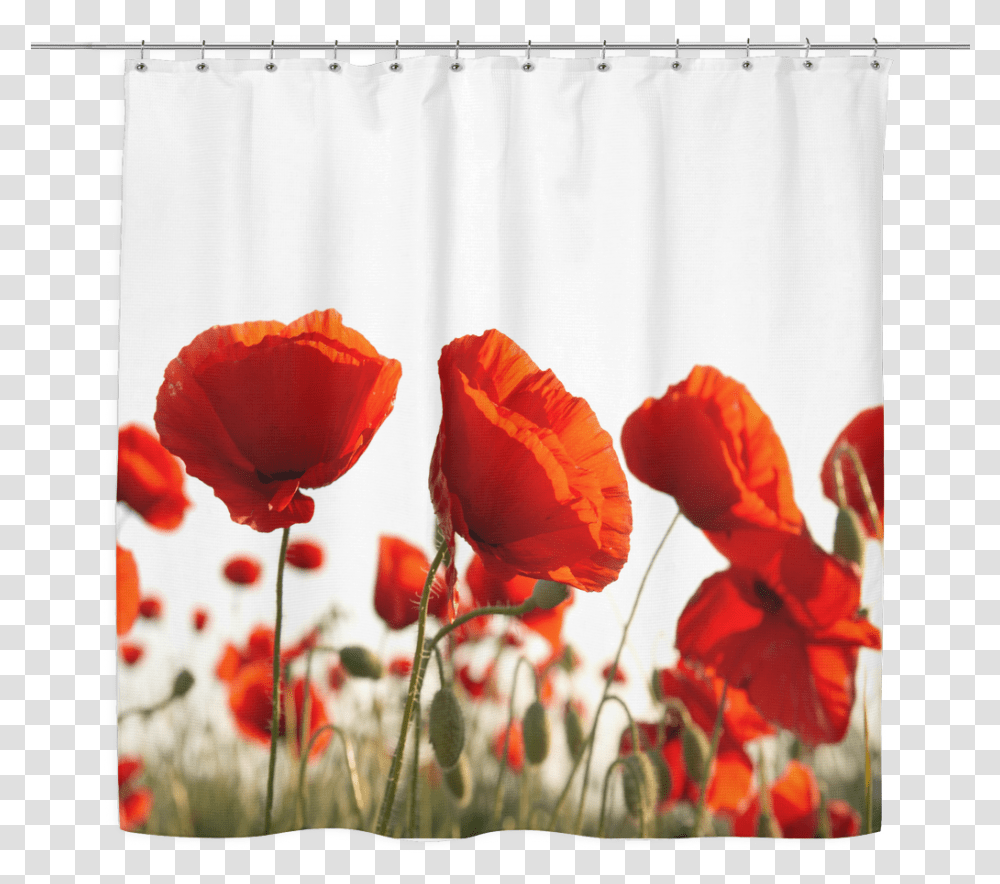 Red Curtains Glass Wall Art Poppies 3124032 Vippng Poppy Flower Bag, Plant, Blossom Transparent Png