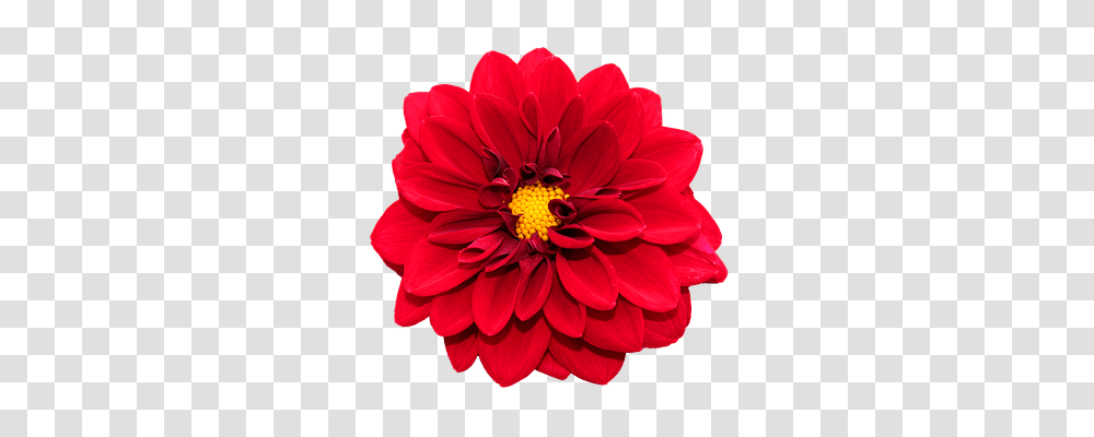 Red Dahlia Flower, Plant, Blossom, Rose Transparent Png