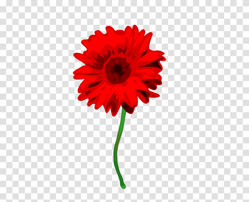 Red Daisy Flower Clipart, Plant, Blossom, Dahlia, Petal Transparent Png