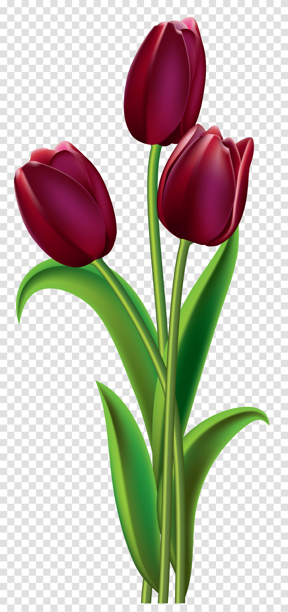 Red Dark Tulips Clipart, Plant, Flower, Blossom Transparent Png