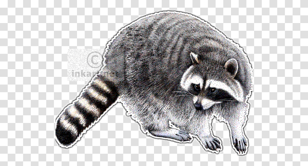 Red Dead Redemption 2 Raccoon, Mammal, Animal Transparent Png