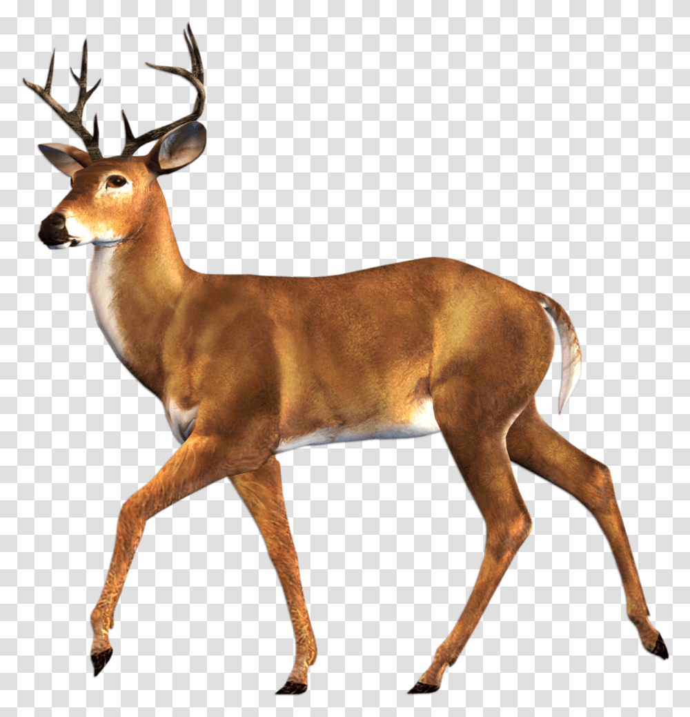 Red Deer & Free Deerpng Images 85635 Animal Digital Collage, Antelope, Wildlife, Mammal, Dog Transparent Png