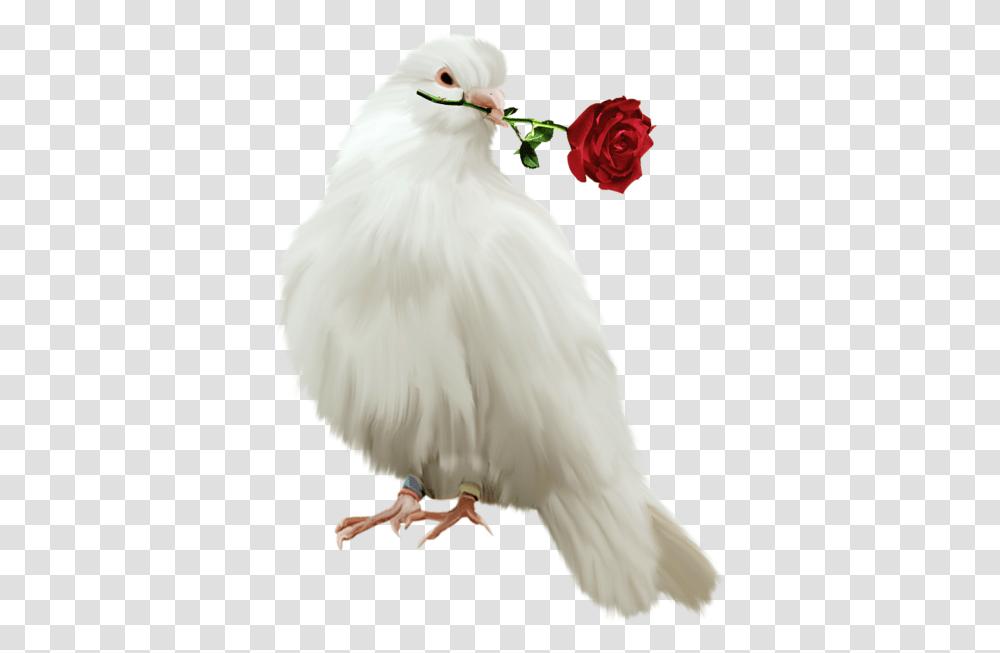Red Dove Gallery Free Clipart Picture... Birds Pigeon With Rose, Plant, Flower, Blossom, Animal Transparent Png