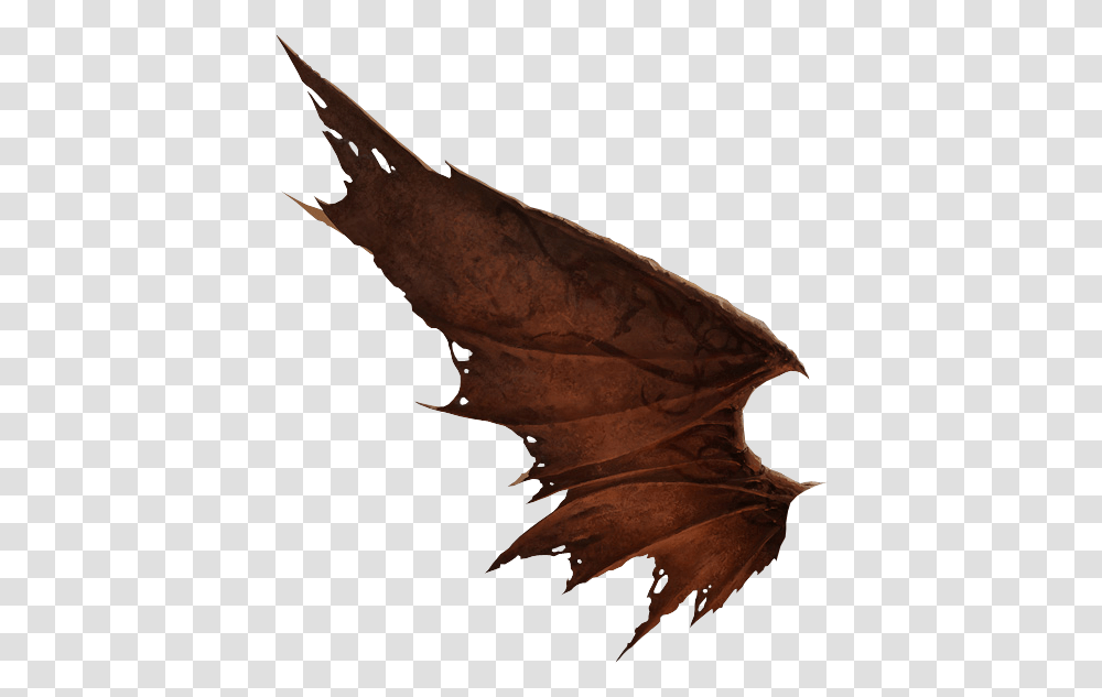 Red Dragon Wings, Leaf, Plant, Maple Leaf, Tree Transparent Png