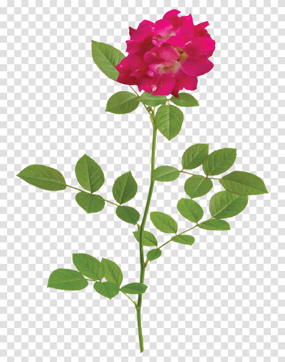 Red Drift Branch White Flower Rose, Plant, Blossom, Leaf, Petal Transparent Png