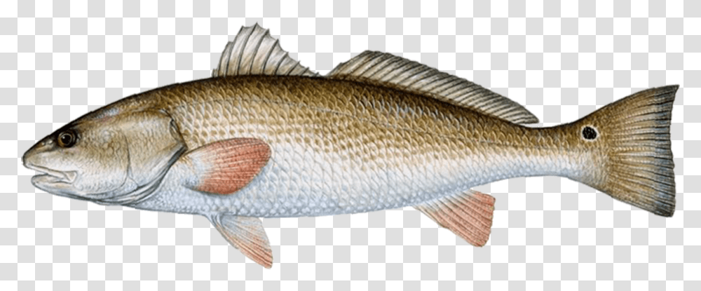 Red Drum, Fish, Animal, Perch, Mullet Fish Transparent Png