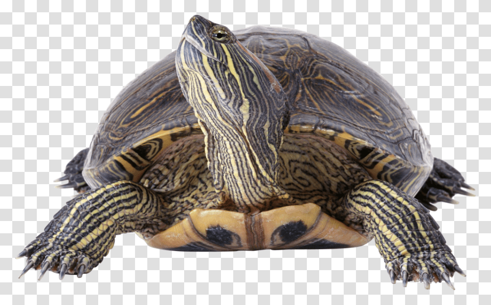 Red Eared Slider Clip Art, Turtle, Reptile, Sea Life, Animal Transparent Png