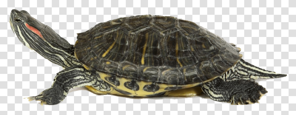 Red Eared Slider, Turtle, Reptile, Sea Life, Animal Transparent Png