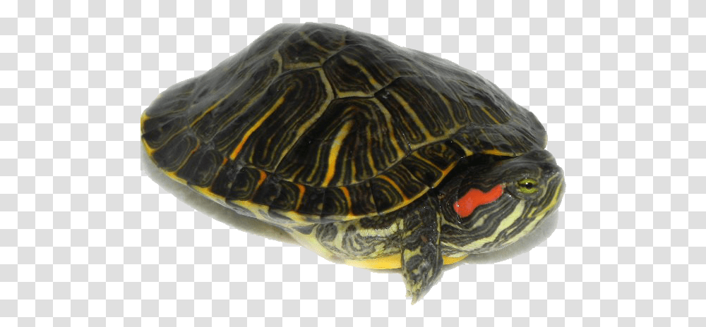 Red Eared Slider Turtles, Reptile, Sea Life, Animal, Tortoise Transparent Png