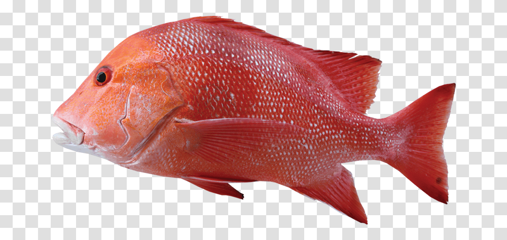 Red Emperor, Fish, Animal, Goldfish Transparent Png