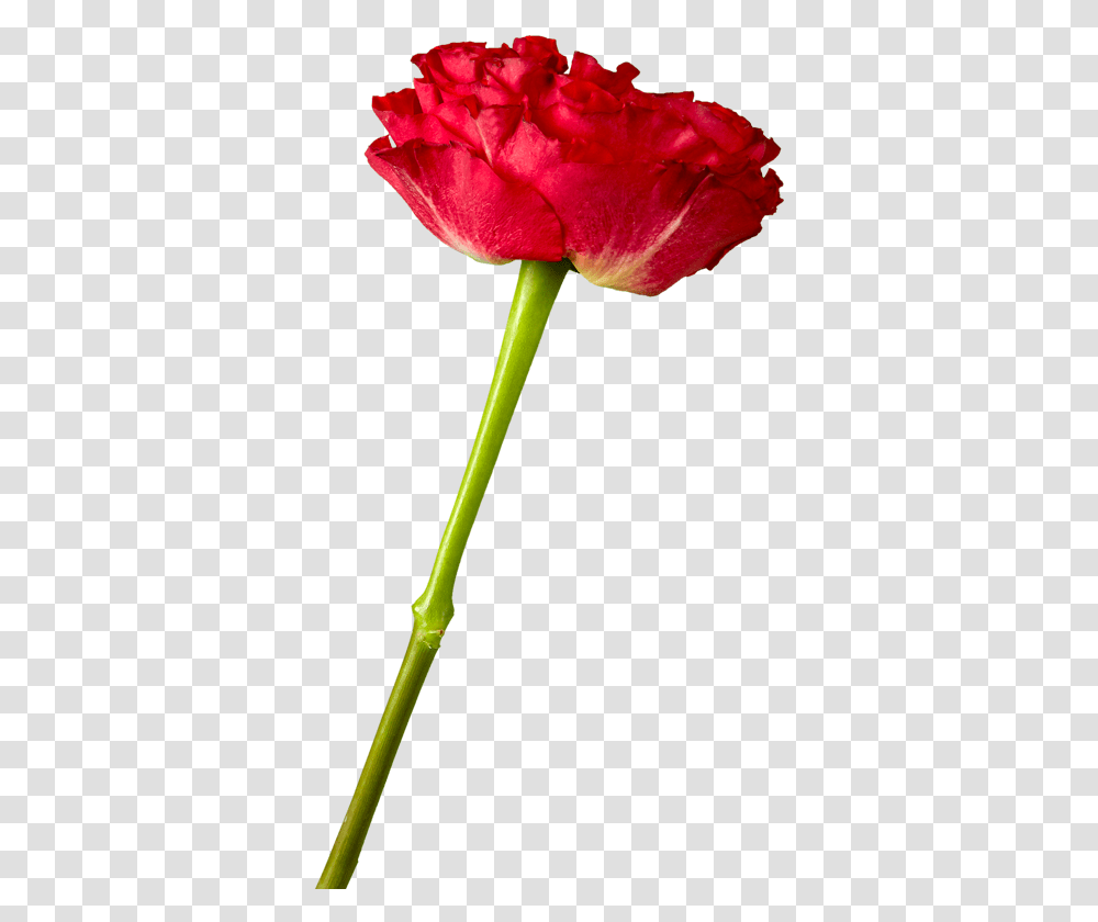 Red Eye Garden Rose Rose, Plant, Flower, Blossom, Tulip Transparent Png