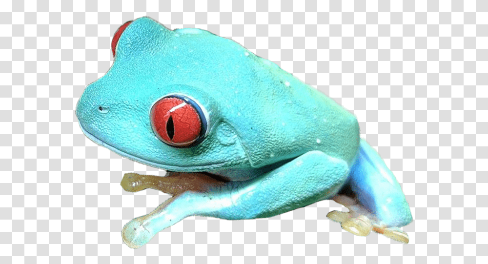 Red Eyed Tree Frog, Amphibian, Wildlife, Animal, Toy Transparent Png