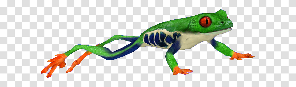 Red Eyed Tree Frog, Anole, Lizard, Reptile, Animal Transparent Png