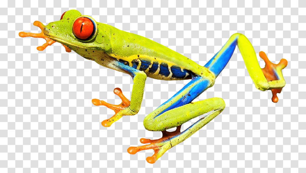 Red Eyed Tree Frog Clipart, Amphibian, Wildlife, Animal Transparent Png