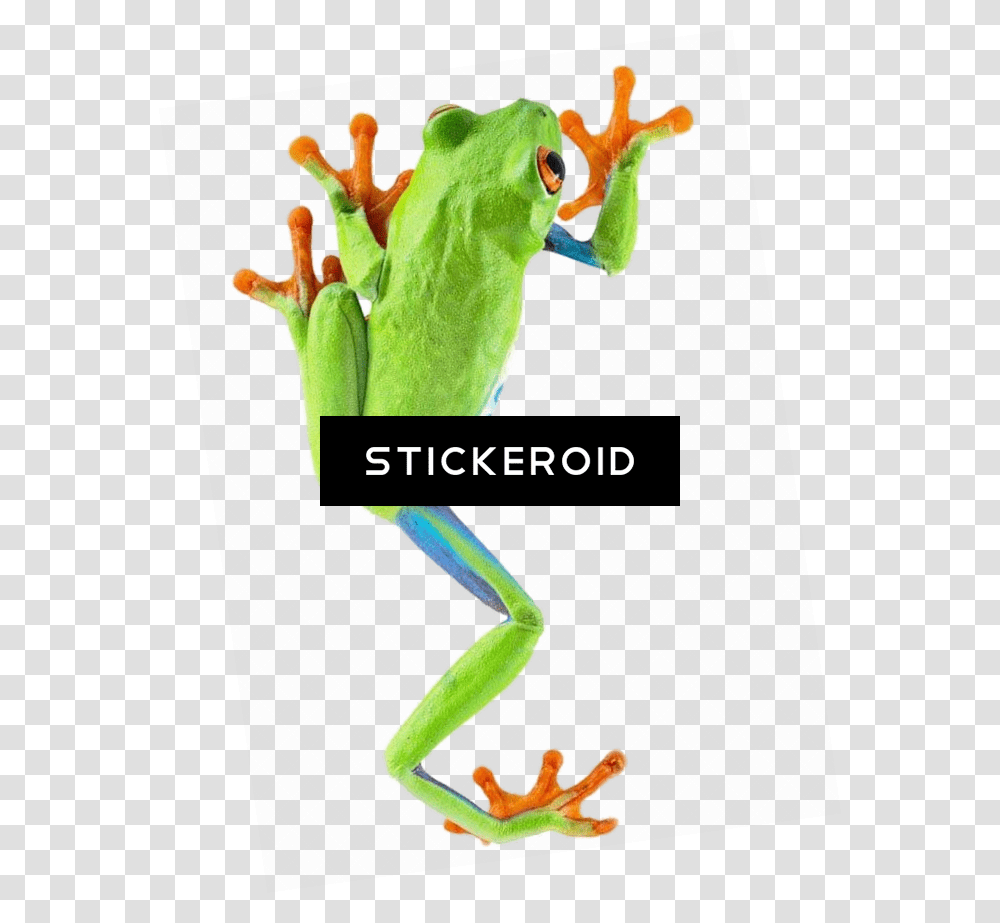 Red Eyed Tree Frog Red Eyed Tree Frog Climbing, Amphibian, Wildlife, Animal, Person Transparent Png