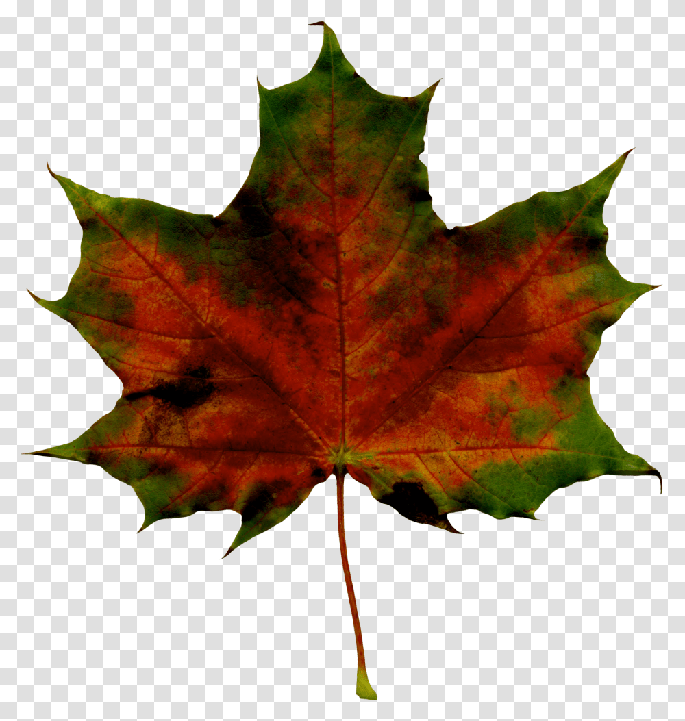 Red Fall Leaf Clipart Image Gallery Yopriceville Background Fall Leaves Green, Plant, Tree, Maple, Maple Leaf Transparent Png