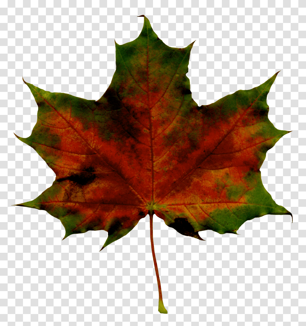 Red Fall Leaf Clipart, Plant, Tree, Maple, Maple Leaf Transparent Png