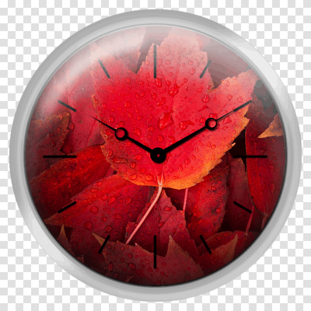 Red Fall Leaves With Water Drops Wall Clock, Analog Clock Transparent Png