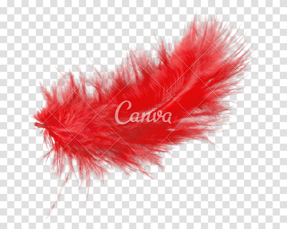 Red Feather Isolated On Punk Fashion, Leaf, Plant, Bird, Animal Transparent Png