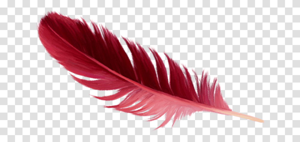 Red Feather Real Red Feather, Leaf, Plant, Petal, Flower Transparent Png