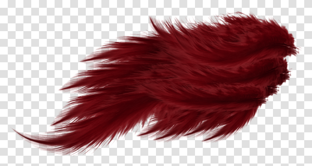 Red Feather Wing, Bird, Animal, Feather Boa, Texture Transparent Png
