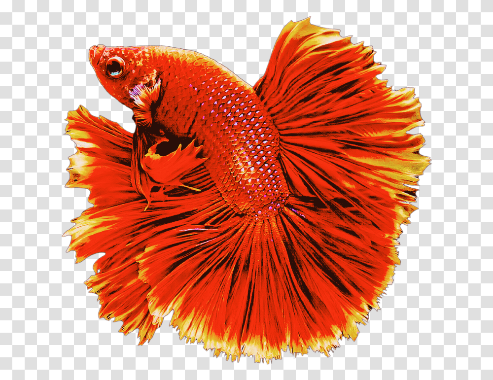 Red Fish Red Fish Goldfish Swiming Animals Betta On Background, Bird, Sea Life, Amphiprion, Aquatic Transparent Png
