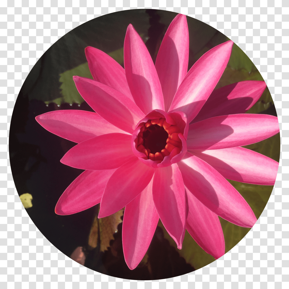 Red Flare Annual Water Lily Water Lily Transparent Png
